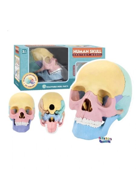 🔬💀 نموذج تشريح جمجمة بشرية