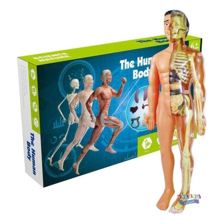 The Human Body